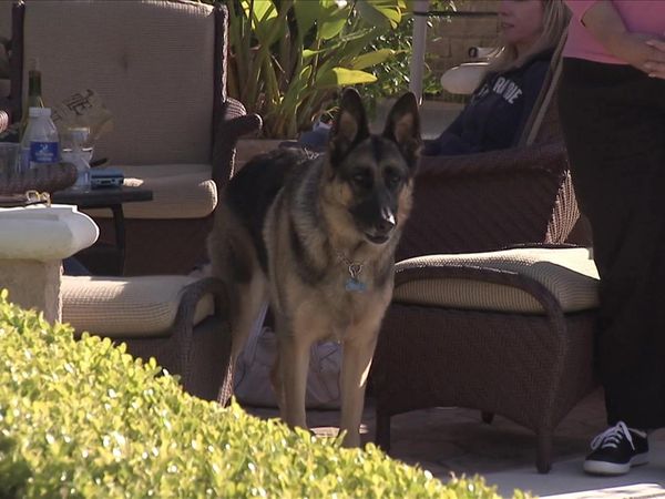 Dog Whisperer with Cesar Millan - Desperate Housedogs