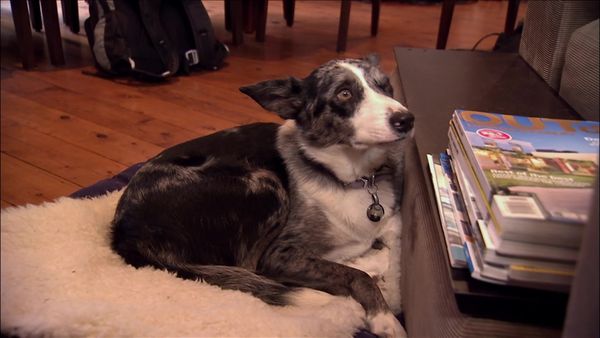 Dog Whisperer with Cesar Millan - Stuck in the Mirror