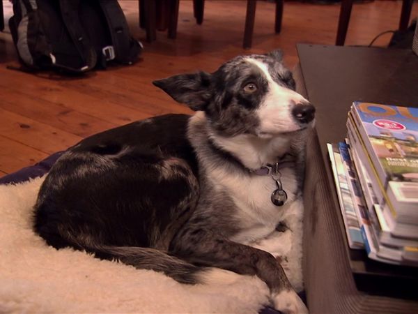 Dog Whisperer with Cesar Millan - Stuck in the Mirror