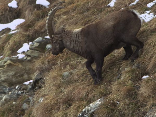 Destination Wild: Wild Europe - Life Below Zero