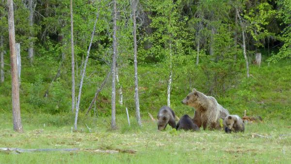 Destination Wild: Wild Europe - Europe's Green Heart