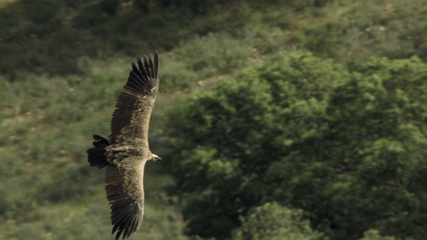 Destination Wild: Wild Europe - Europe's Living Waters