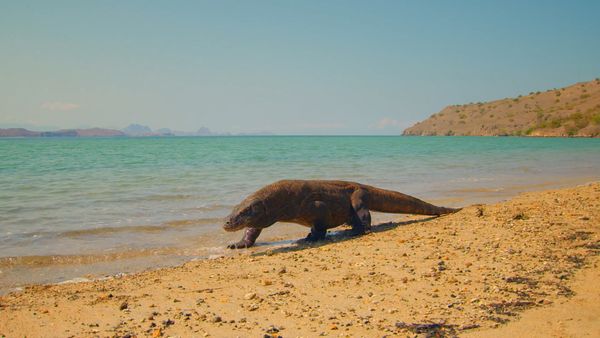 Destination Wild: Wild Indonesia - Land of Dragons