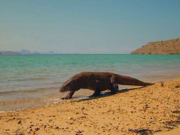 Destination Wild: Wild Indonesia - Land of Dragons