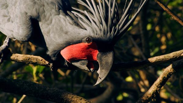 Destination Wild: Wild Indonesia - Papua's Lost World