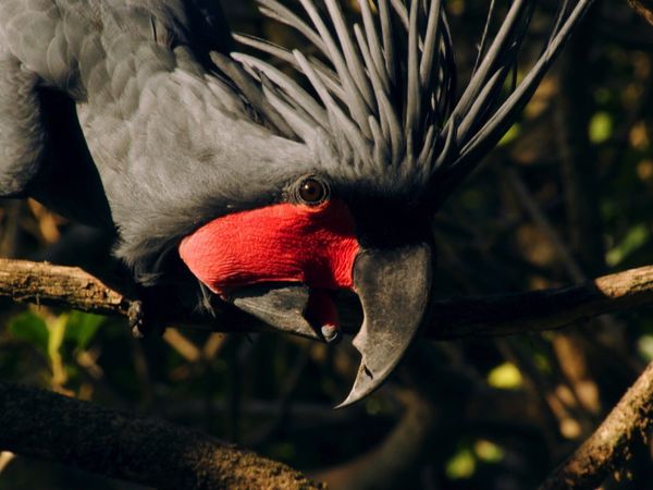 Destination Wild: Wild Indonesia - Papua's Lost World