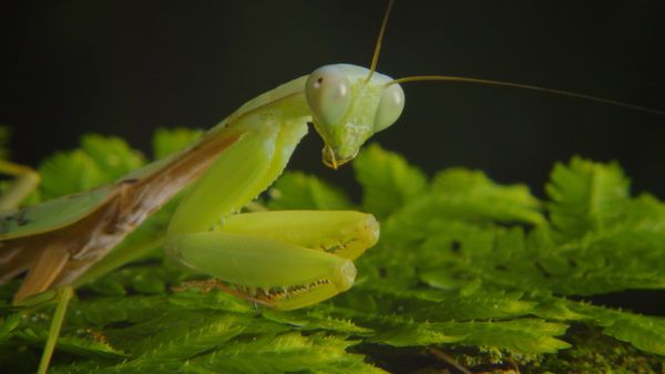 Destination Wild: Wild Indonesia - Islands of Monsters
