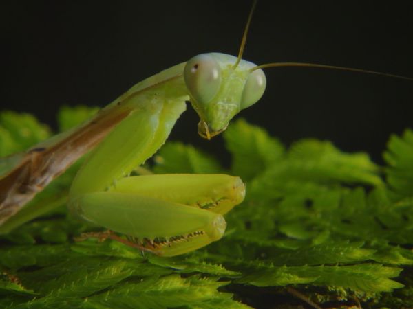 Destination Wild: Wild Indonesia - Islands of Monsters
