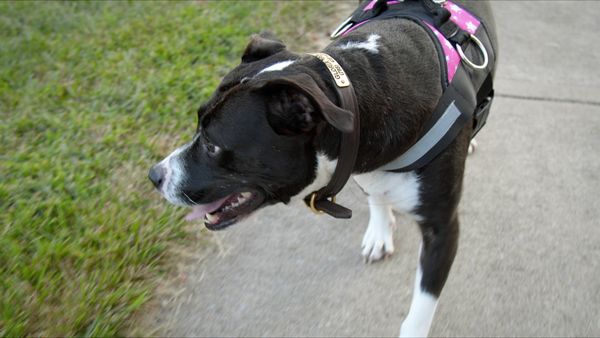 To The Rescue - Who Rescued Who?