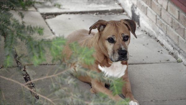 To The Rescue - Changing Paw-spectives