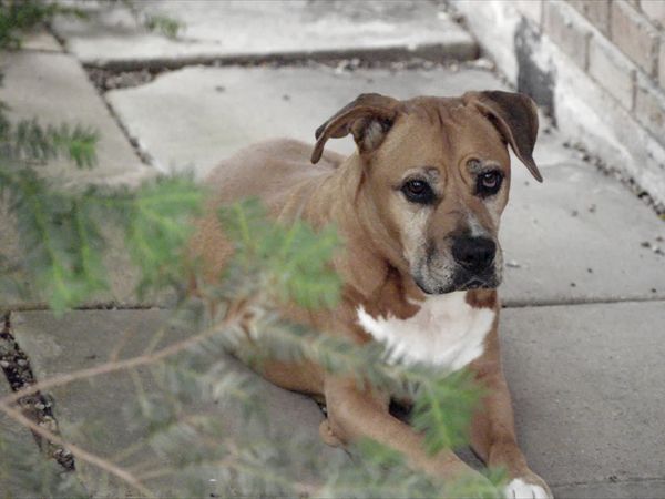 To The Rescue - Changing Paw-spectives