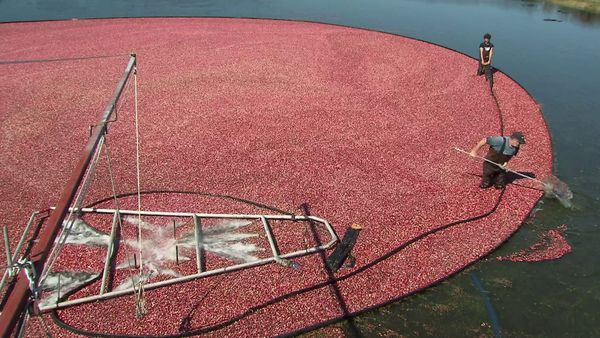 Genuss Weltweit - Cranberrysaison auf Cape Cod