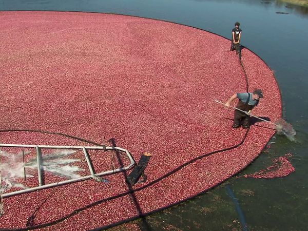 Genuss Weltweit - Cranberrysaison auf Cape Cod