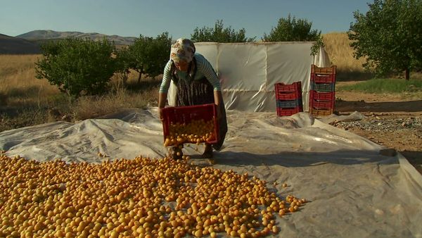 Genuss Weltweit - Anatolien, das Land, in dem die Aprikosen blühen