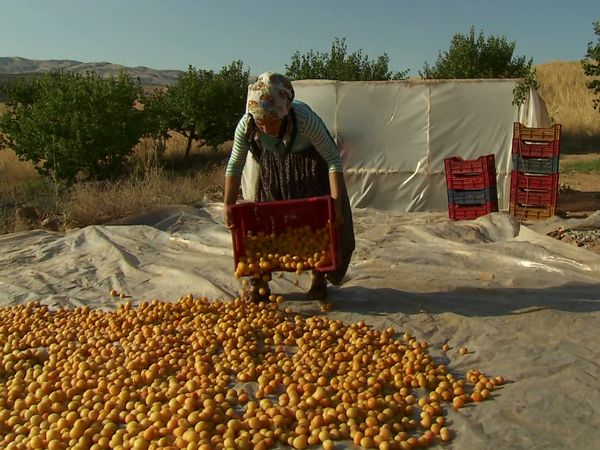 Genuss Weltweit - Anatolien, das Land, in dem die Aprikosen blühen