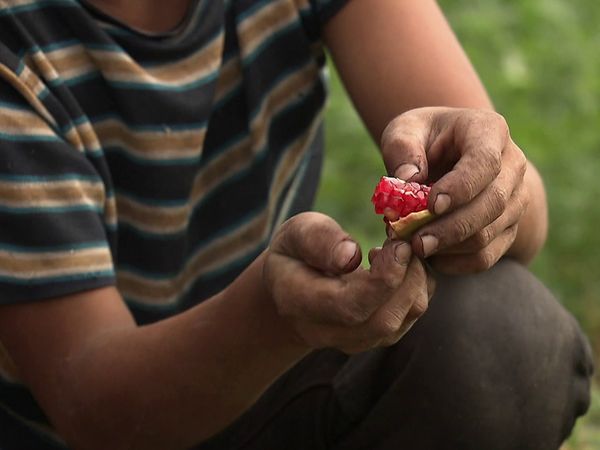 Genuss Weltweit - Armenien, die Früchte aus dem Paradies