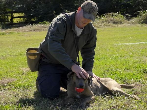 To The Rescue - Man's Best Friend