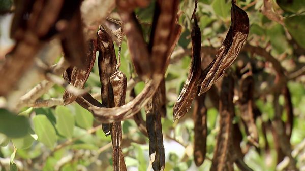 Genuss Weltweit - Kreta - Die süßen Früchte des Johannisbrotbaums