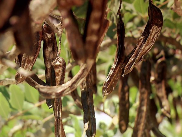 Genuss Weltweit - Kreta - Die süßen Früchte des Johannisbrotbaums