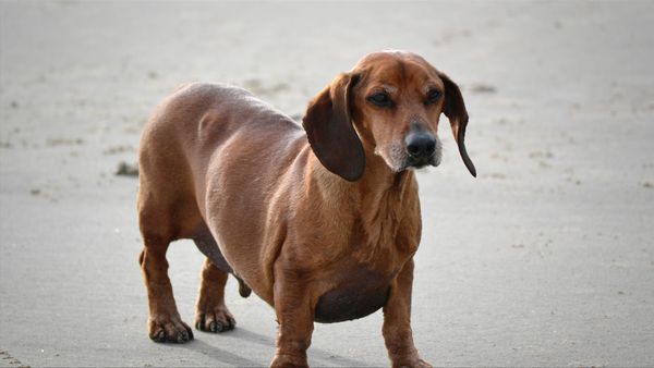 To The Rescue - Best Paw Forward