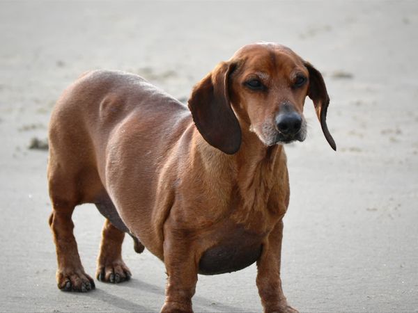 To The Rescue - Best Paw Forward