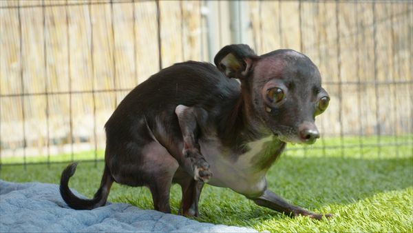 To The Rescue - A New Leash On Life