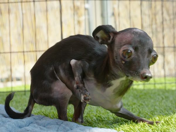 To The Rescue - A New Leash On Life