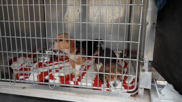 To The Rescue - Hand in Paw