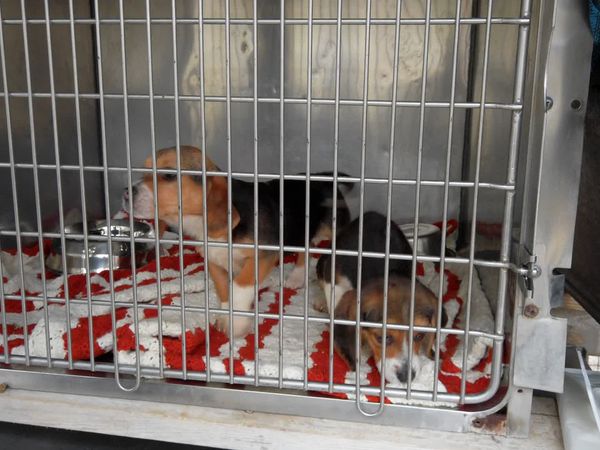 To The Rescue - Hand in Paw