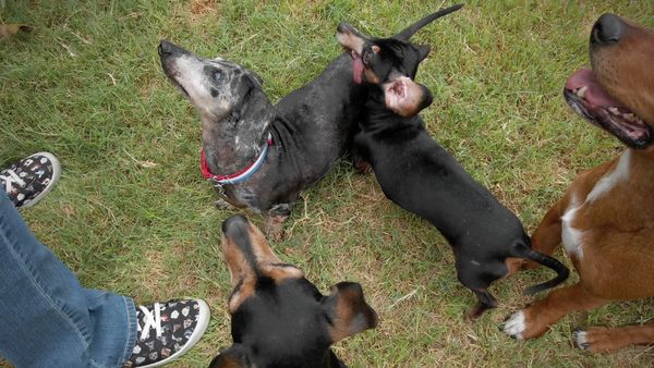 To The Rescue - Most Dramatic Rescues