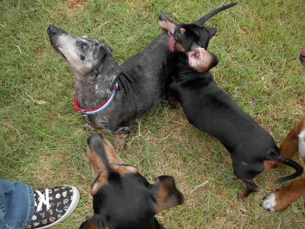 To The Rescue - Most Dramatic Rescues