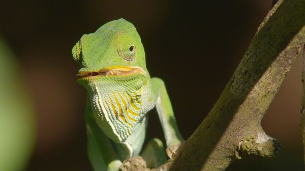 Destination Wild: Wild Islands - Zanzibar