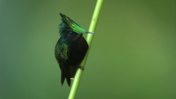 Destination Wild: Wild Islands - Caribbean
