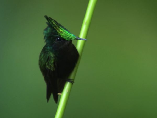 Destination Wild: Wild Islands - Caribbean