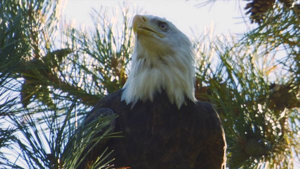 Destination Wild: Wild Islands - Vancouver