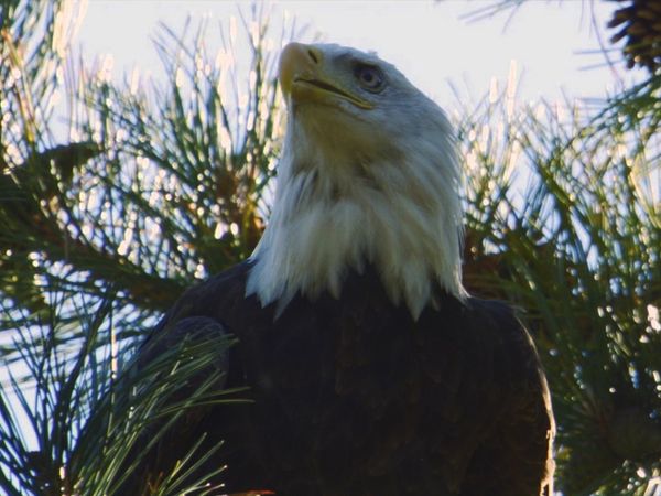 Destination Wild: Wild Islands - Vancouver