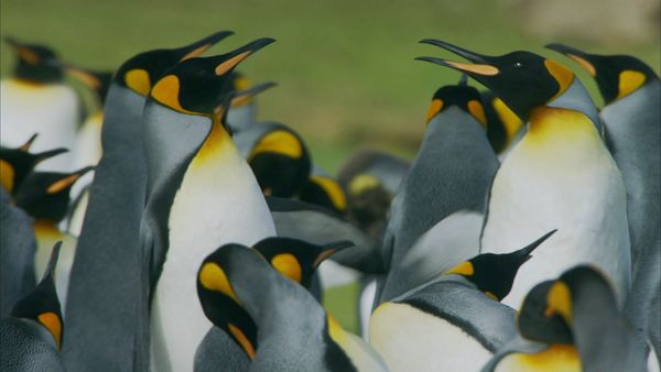 Destination Wild: Wild Islands - Falklands