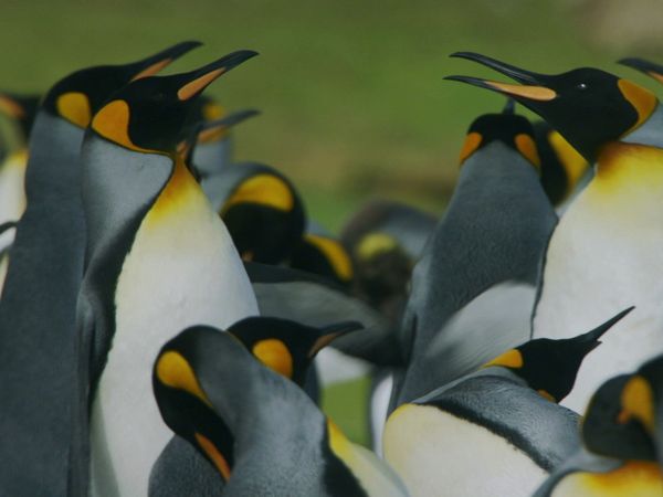 Destination Wild: Wild Islands - Falklands