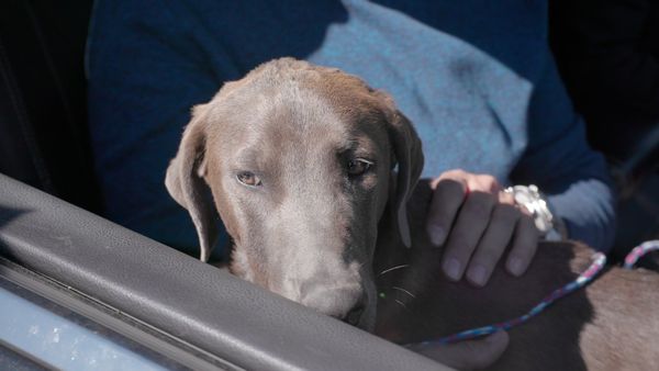 To The Rescue - Dog People