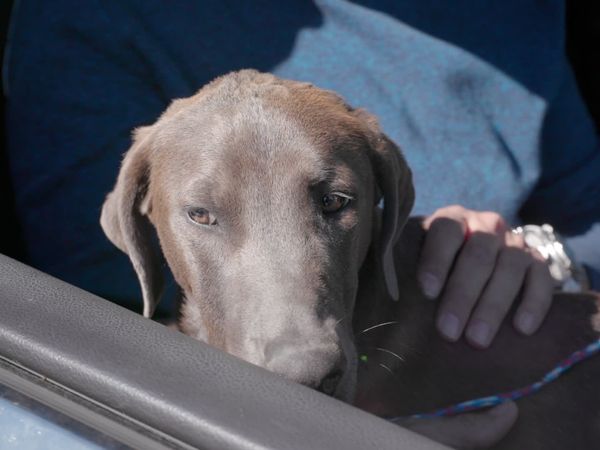 To The Rescue - Dog People