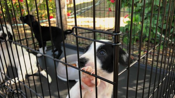 To The Rescue - Caribbean Rescue