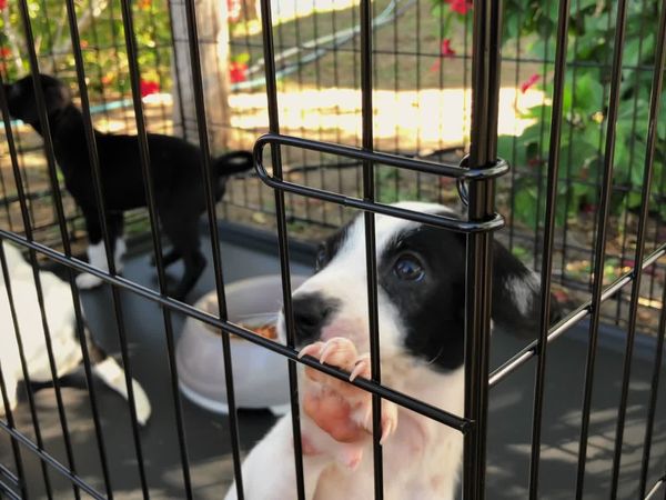 To The Rescue - Caribbean Rescue