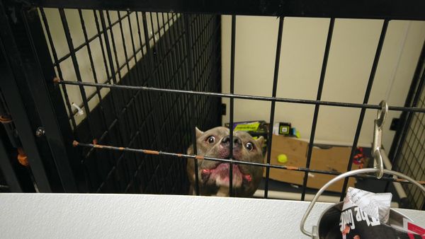 To The Rescue - Detroit Dog Rescue