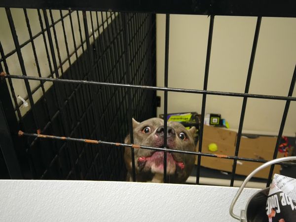 To The Rescue - Detroit Dog Rescue