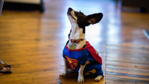 To The Rescue - Swept Up In Rescue