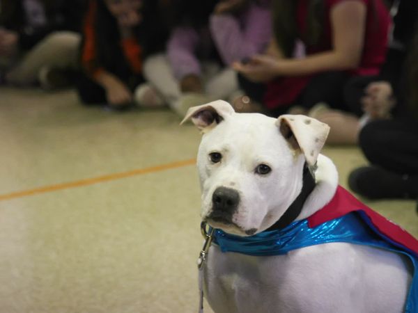 To The Rescue - Saving Lives
