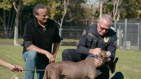 To The Rescue - SPCA Los Angeles