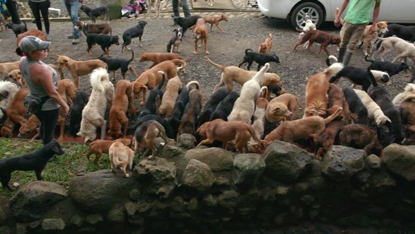 To The Rescue - Land Of The Strays