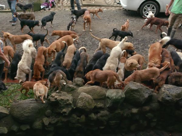 To The Rescue - Land Of The Strays