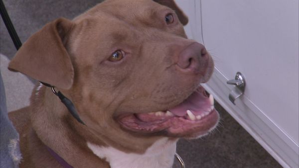 Dog Whisperer with Cesar Millan - Anger Management